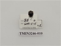 藏品(瓜茄瓢蟲)的圖片